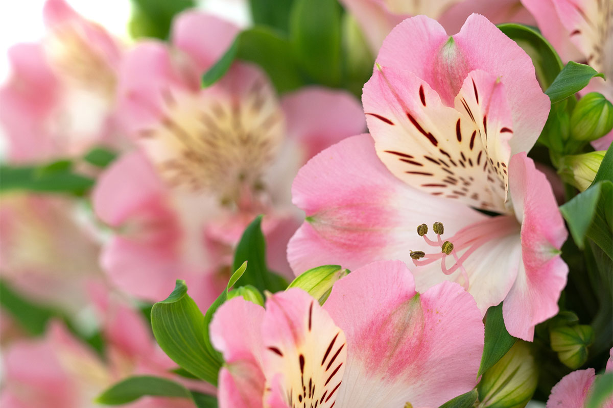 商業施設・店舗の定期装花